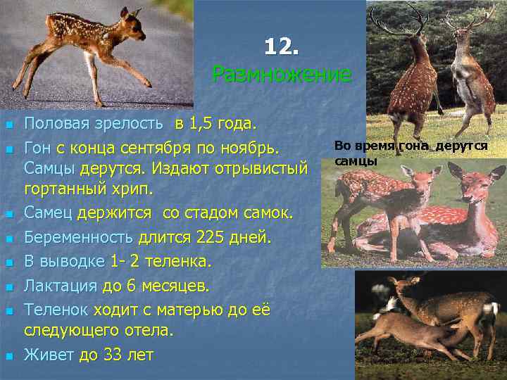 12. Размножение n n n n Половая зрелость в 1, 5 года. Гон с