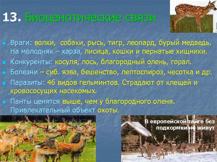 13. Биоценотические связи n n n Враги: волки, собаки, рысь, тигр, леопард, бурый медведь.