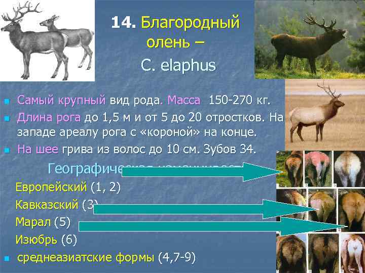 14. Благородный олень – C. elaphus n n n Самый крупный вид рода. Масса