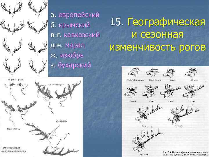 а. европейский б. крымский в-г. кавказский д-е. марал ж. изюбрь з. бухарский 15. Географическая