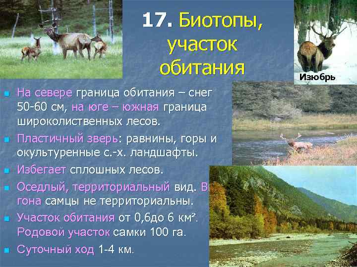 17. Биотопы, участок обитания n n n На севере граница обитания – снег 50