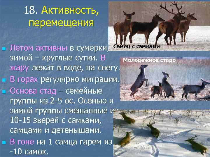 18. Активность, перемещения n n Летом активны в сумерки, Самец с самками зимой –