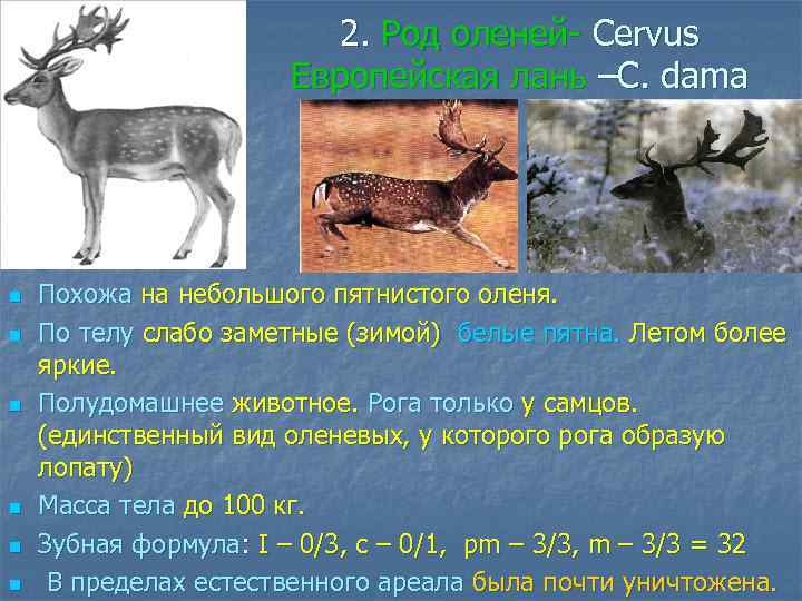 2. Род оленей- Cervus Европейская лань –C. dama n n n Похожа на небольшого