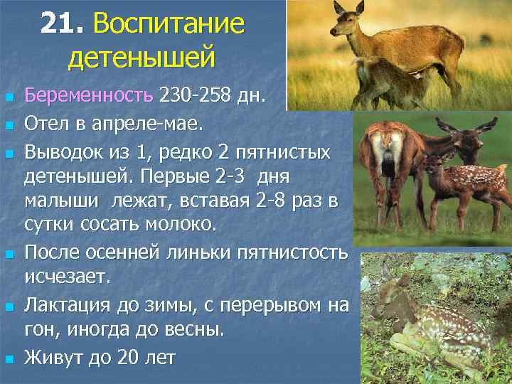 21. Воспитание детенышей n n n Беременность 230 -258 дн. Отел в апреле-мае. Выводок