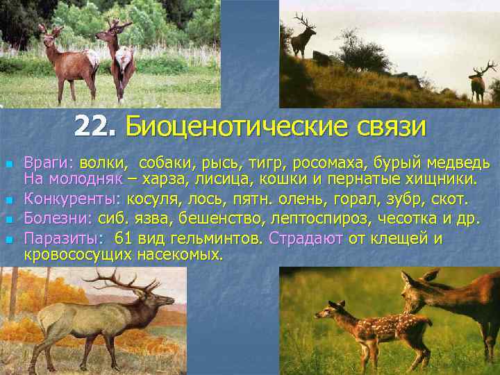 22. Биоценотические связи n n Враги: волки, собаки, рысь, тигр, росомаха, бурый медведь На