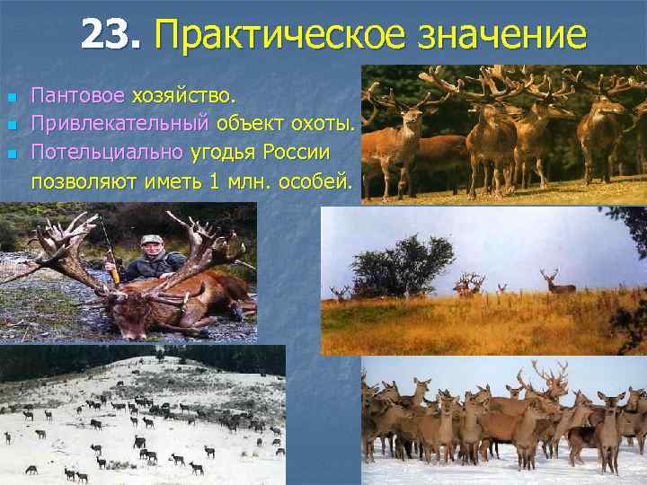 23. Практическое значение n n n Пантовое хозяйство. Привлекательный объект охоты. Потельциально угодья России