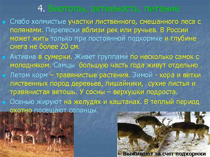 4. Биотопы, активность, питание n n Слабо холмистые участки лиственного, смешанного леса с полянами.