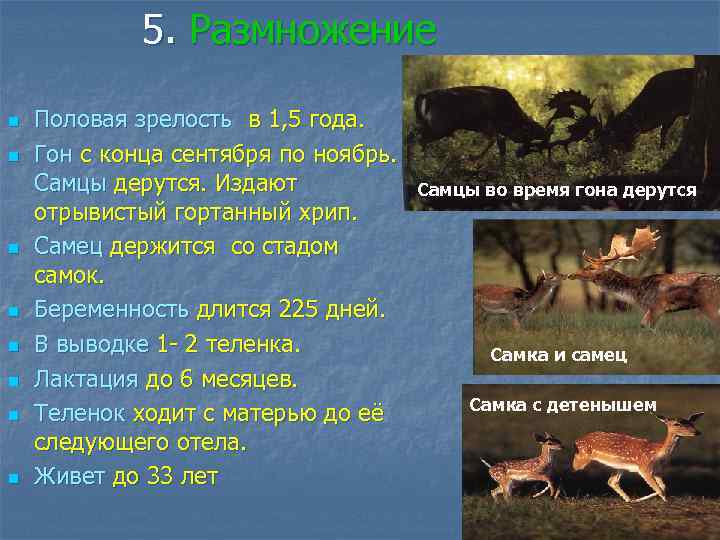 5. Размножение n n n n Половая зрелость в 1, 5 года. Гон с