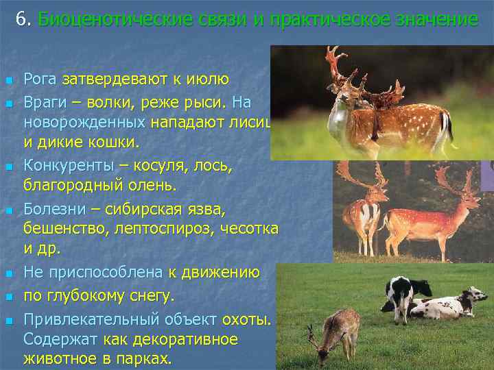 6. Биоценотические связи и практическое значение n n n n Рога затвердевают к июлю