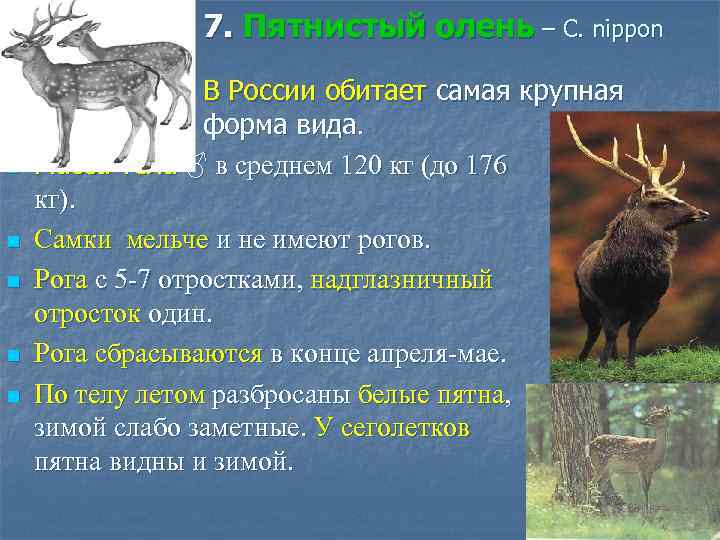 7. Пятнистый олень – C. nippon n n В России обитает самая крупная форма