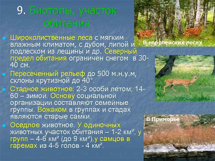 9. Биотопы, участок обитания n n Широколиственные леса с мягким влажным климатом, с дубом,