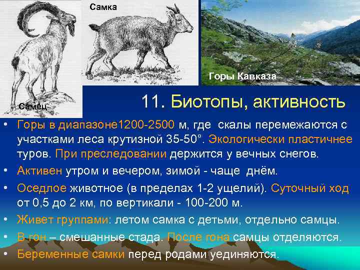 Самка Горы Кавказа Самец 11. Биотопы, активность • Горы в диапазоне 1200 -2500 м,