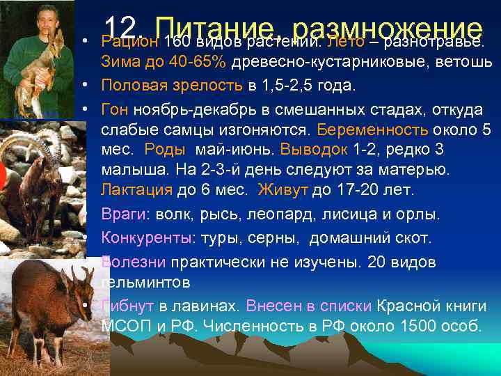 12. Питание, размножение • Рацион 160 видов растений. Лето – разнотравье. Зима до 40