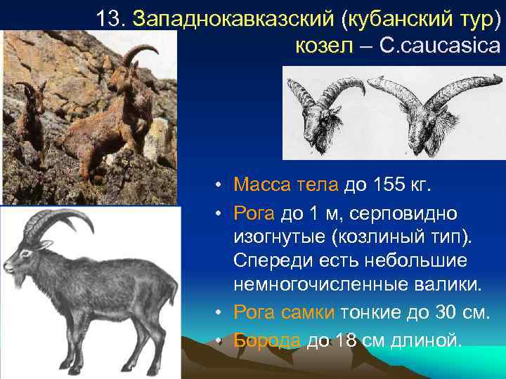 13. Западнокавказский (кубанский тур) козел – C. caucasica • Масса тела до 155 кг.