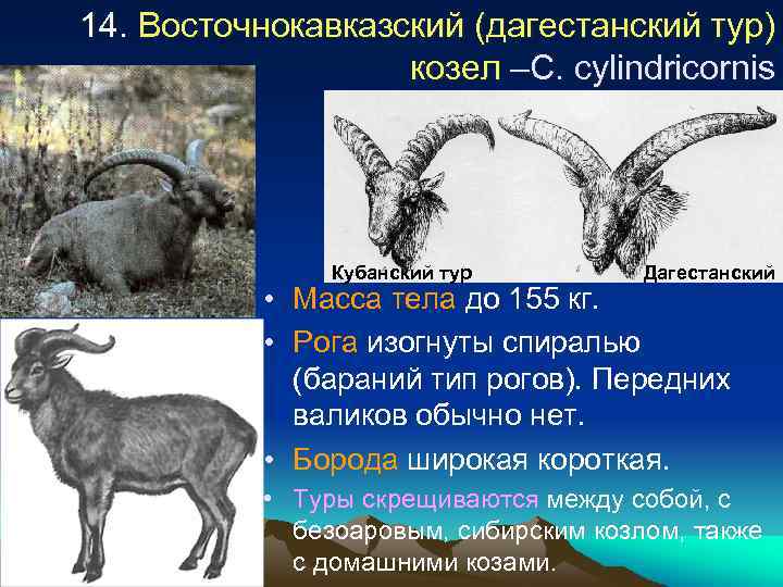 14. Восточнокавказский (дагестанский тур) козел –C. cylindricornis Кубанский тур Дагестанский • Масса тела до
