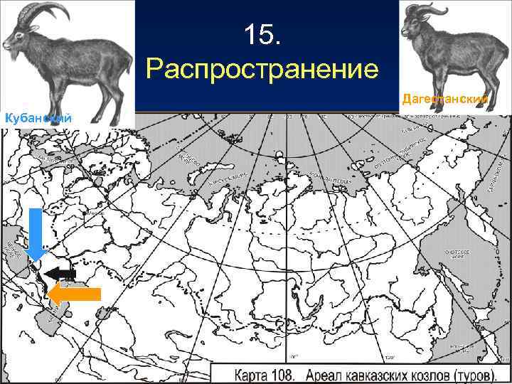 15. Распространение Дагестанский Кубанский 