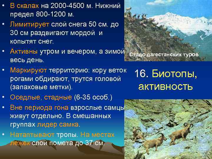  • В скалах на 2000 -4500 м. Нижний предел 800 -1200 м. •