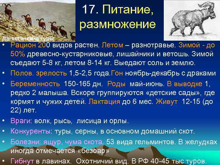17. Питание, размножение Дагестанские туры • Рацион 200 видов растен. Летом – разнотравье. Зимой