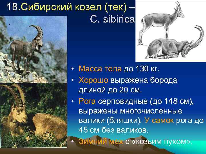 18. Сибирский козел (тек) – C. sibirica • Масса тела до 130 кг. •