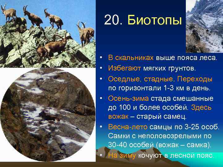 20. Биотопы • В скальниках выше пояса леса. • Избегают мягких грунтов. • Оседлые,