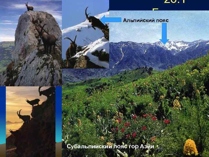 20. 1 Биотопы Альпийский пояс Субальпийский пояс гор Азии 