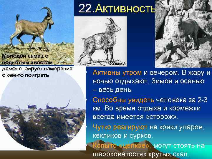 22. Активность Молодой самец с поднятым хвостом демонстрирует намерение с кем-то поиграть Самка •