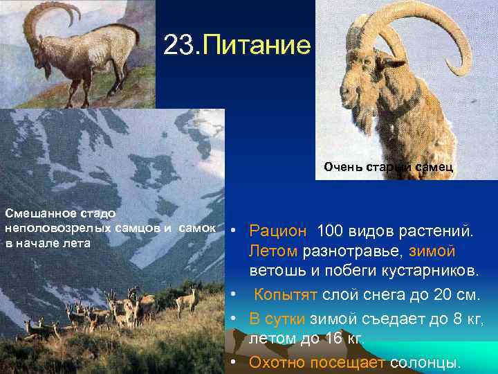 23. Питание Очень старый самец Смешанное стадо неполовозрелых самцов и самок в начале лета