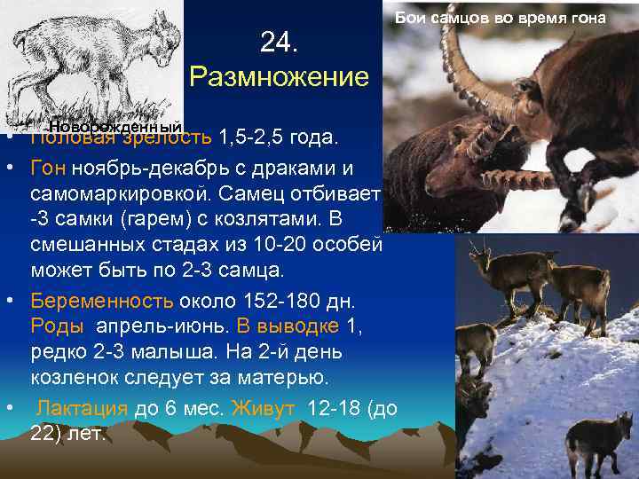 24. Размножение Новорожденный Бои самцов во время гона • Половая зрелость 1, 5 -2,