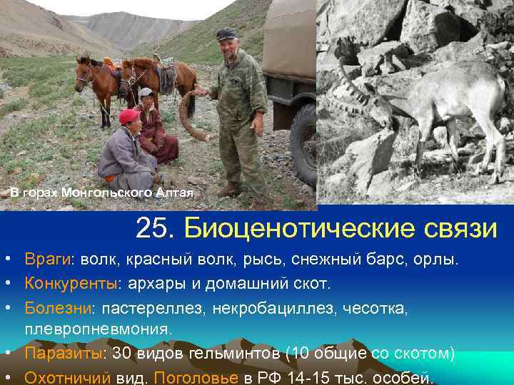 В горах Монгольского Алтая 25. Биоценотические связи • Враги: волк, красный волк, рысь, снежный