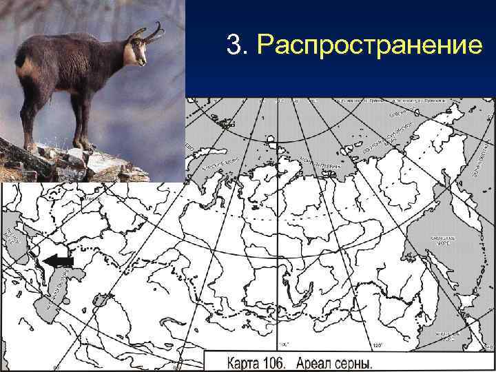 3. Распространение 