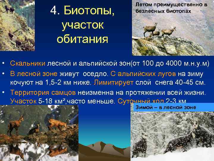 4. Биотопы, участок обитания Летом преимущественно в безлесных биотопах • Скальники лесной и альпийской