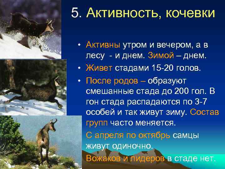 5. Активность, кочевки • Активны утром и вечером, а в лесу - и днем.