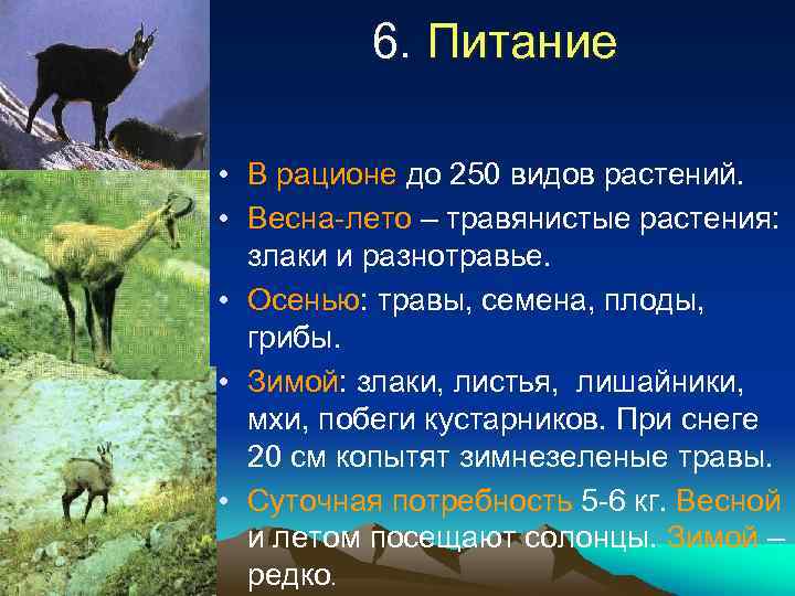 6. Питание • В рационе до 250 видов растений. • Весна-лето – травянистые растения: