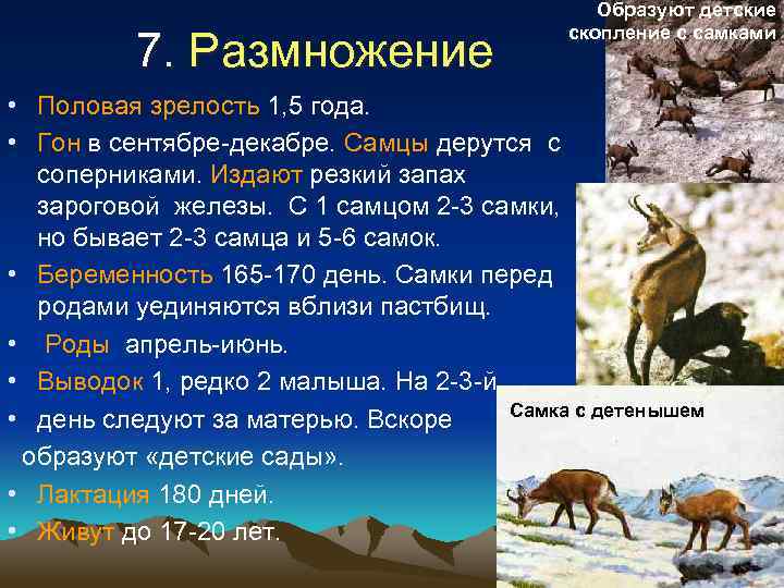 7. Размножение Образуют детские скопление с самками • Половая зрелость 1, 5 года. •
