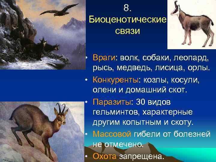 8. Биоценотические связи • Враги: волк, собаки, леопард, рысь, медведь, лисица, орлы. • Конкуренты: