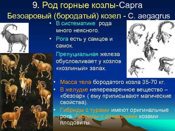 9. Род горные козлы-Capra Безоаровый (бородатый) козел - C. aegagrus • В систематике рода