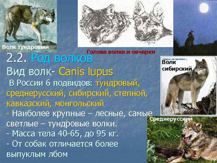 Волк тундровый Голова волка и овчарки 2. 2. Род волков Вид волк- Canis lupus