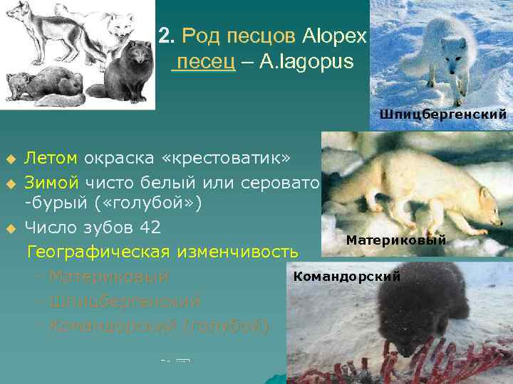 2. Род песцов Alopex песец – A. lagopus Шпицбергенский u u u Летом окраска