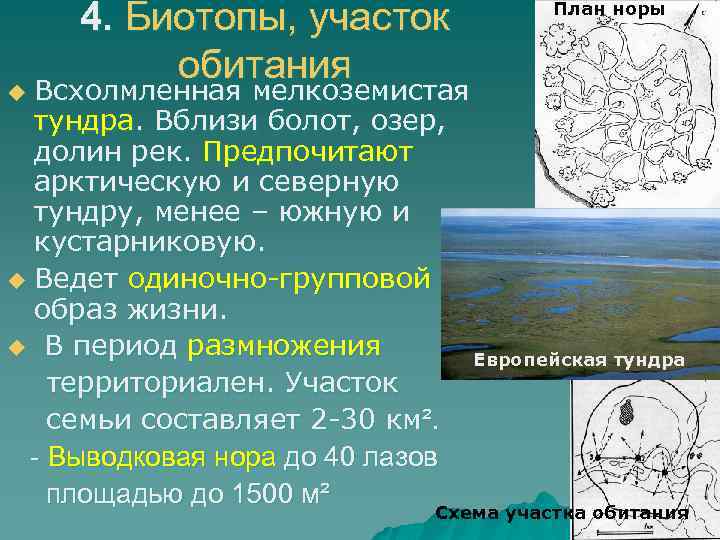 4. Биотопы, участок обитания План норы Всхолмленная мелкоземистая тундра. Вблизи болот, озер, долин рек.