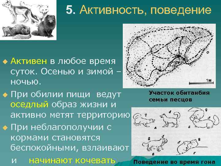 5. Активность, поведение Активен в любое время суток. Осенью и зимой – ночью. Участок