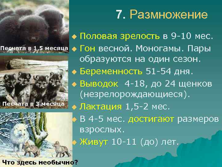 7. Размножение Половая зрелость в 9 -10 мес. u Гон весной. Моногамы. Пары образуются