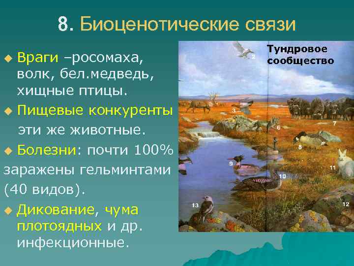 8. Биоценотические связи Враги –росомаха, волк, бел. медведь, хищные птицы. u Пищевые конкуренты эти