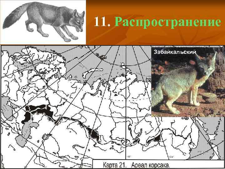 11. Распространение Забайкальский 