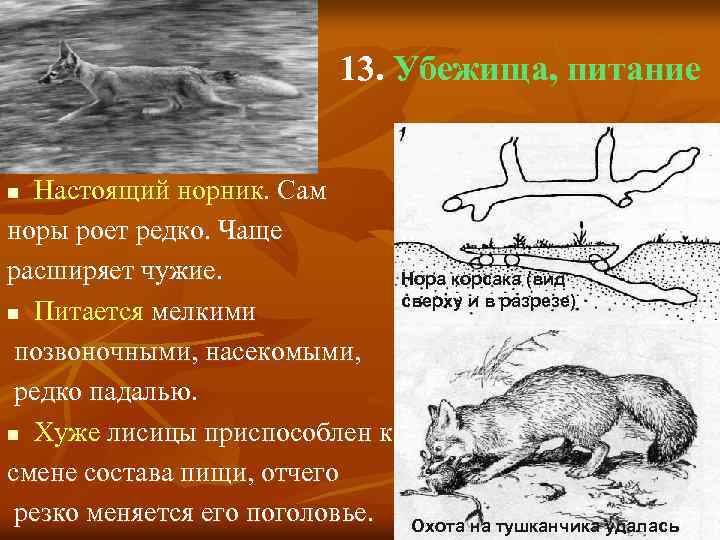 13. Убежища, питание Настоящий норник. Сам норы роет редко. Чаще расширяет чужие. Нора корсака