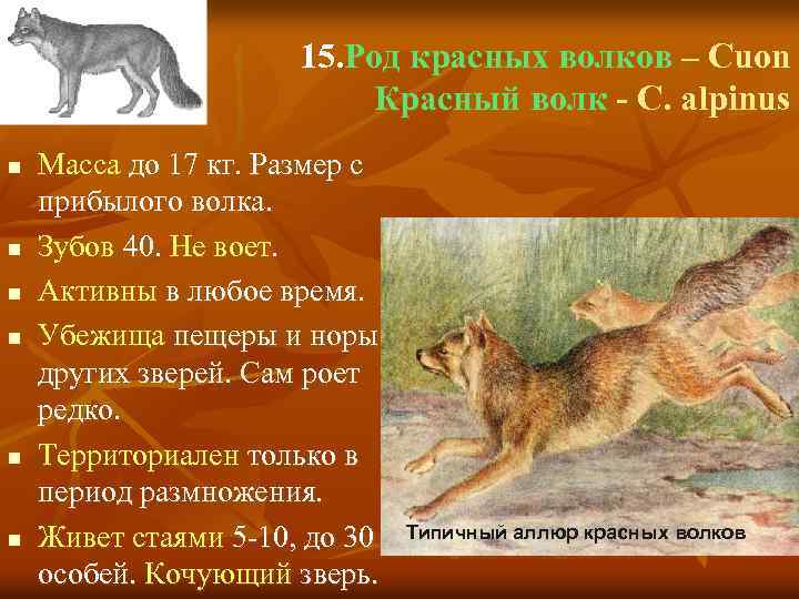15. Род красных волков – Cuon Красный волк - C. alpinus n n n