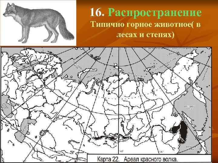 16. Распространение Типично горное животное( в лесах и степях) 