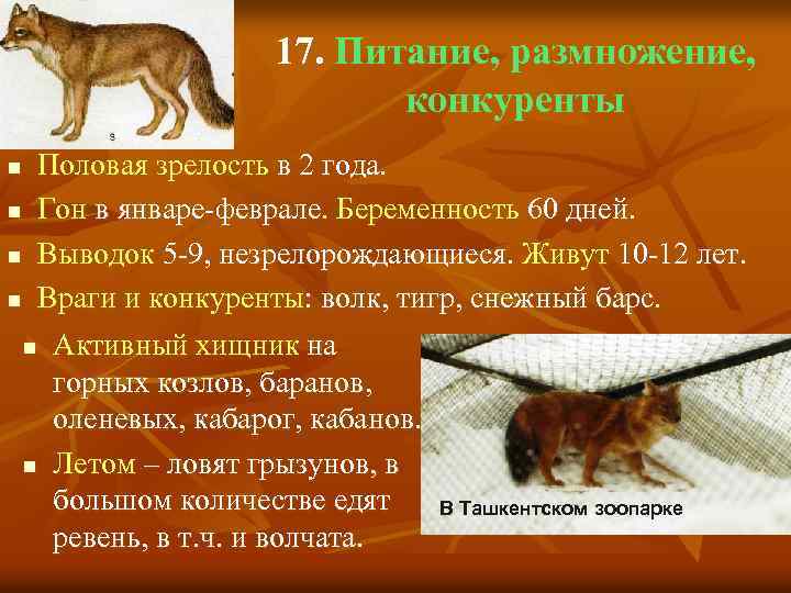 17. Питание, размножение, конкуренты n n Половая зрелость в 2 года. Гон в январе-феврале.