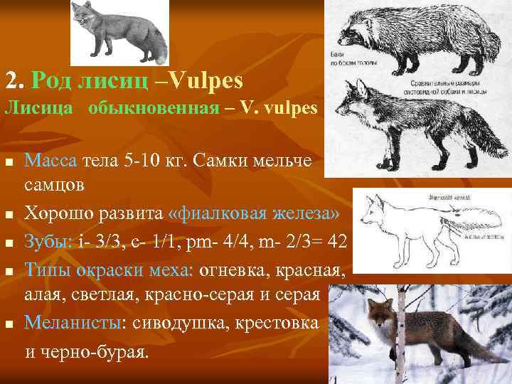 2. Род лисиц –Vulpes Лисица обыкновенная – V. vulpes n n n Масса тела