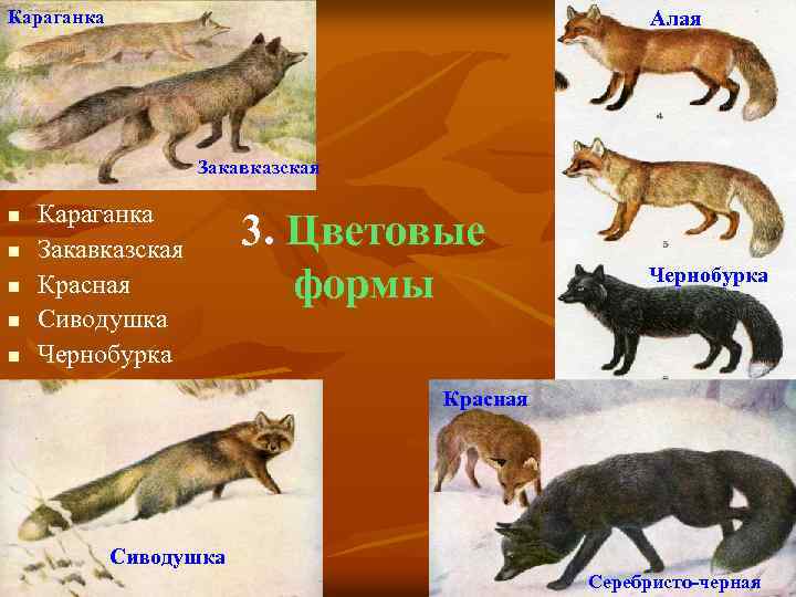 Караганка Алая Закавказская n n n Караганка Закавказская Красная Сиводушка Чернобурка 3. Цветовые формы