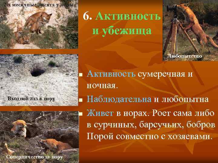 2 -х месячные лисята у норы 6. Активность и убежища Любопытство n Входной лаз